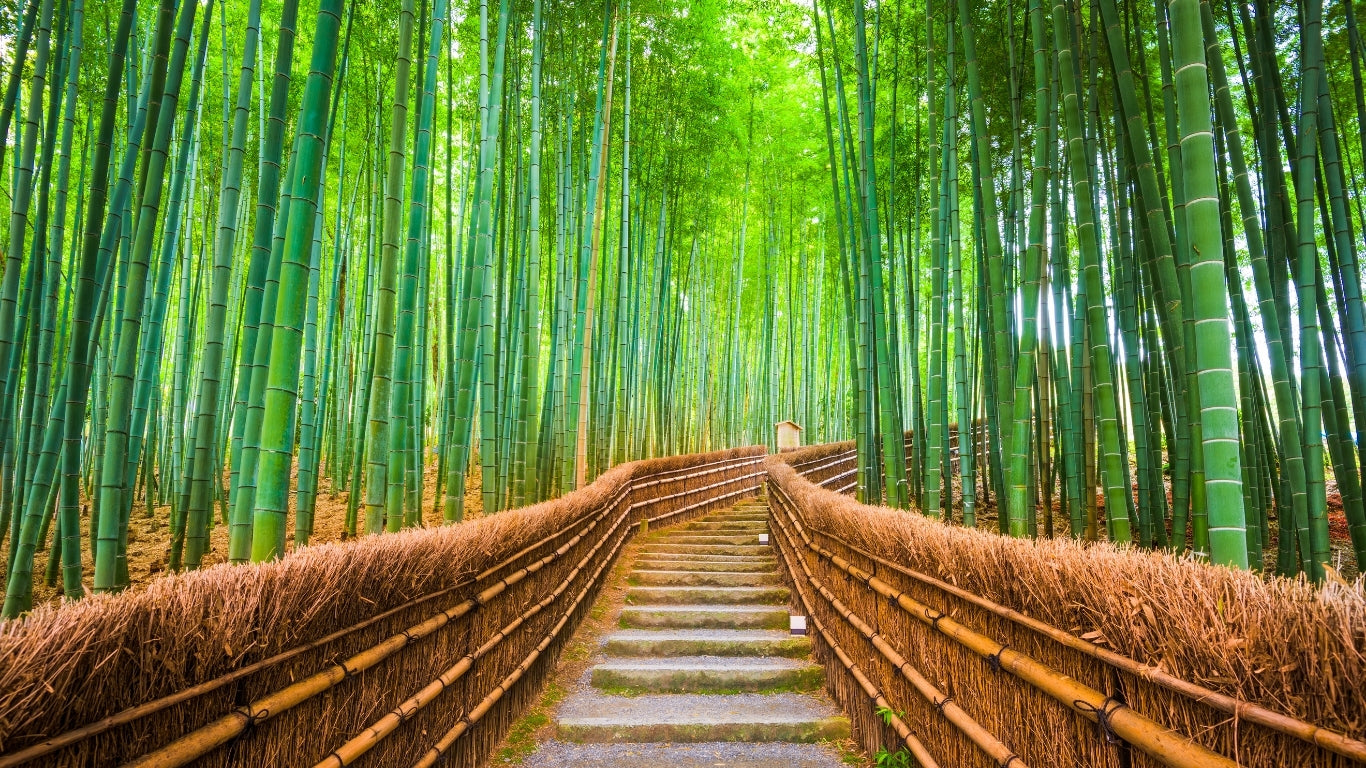 Bamboo: Weaving the Future of Sustainable Fashion